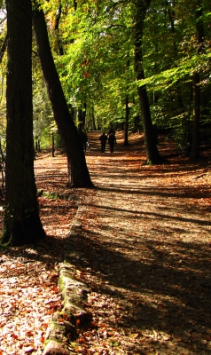 Spaziergang im Herbstwald
