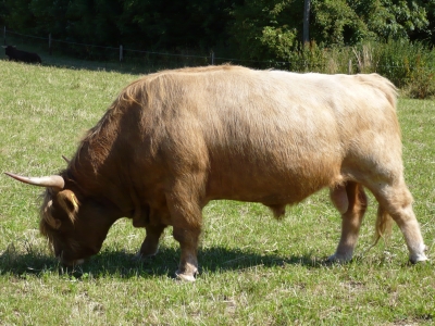 Hochlandrind im Sauerland