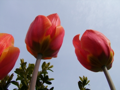 Tulpen - tulip - tulipa