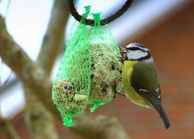 Blaumeise    Cyanistes caeruleus