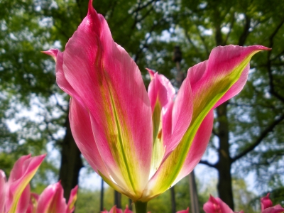 Tulpe in zwei Farben