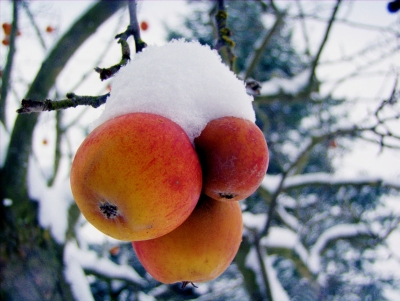 Apfeltrio mit Schnee