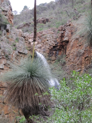 Kangaroo Tail Plant=Känguruschwanzpflanze