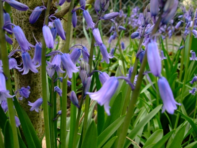 Frühling,wann kommst Du?