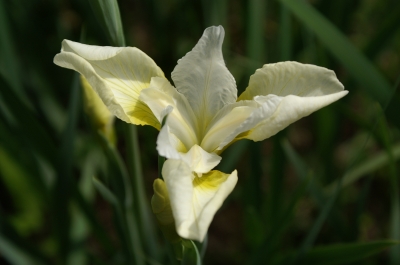 hellgelbe Iris ochroleuca