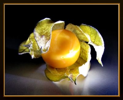 Mein Model "Physalis"