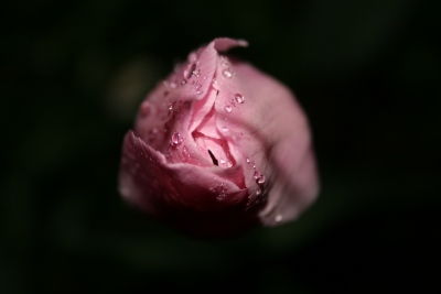 Tulpe bei Nacht