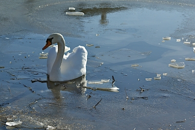 Schwan im Eis