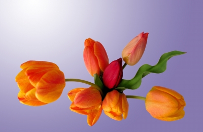 Tulpen freigestellt