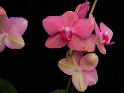 Phalaenopsis 2