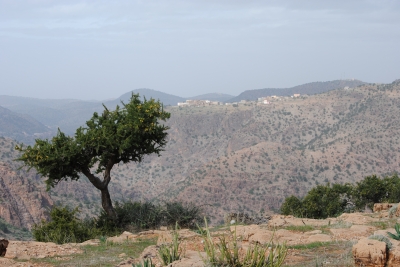 Marokko - Arganbaum mit Aussicht