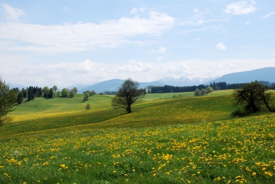 Blumen Wiese