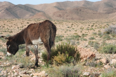 Marokko - Atlas-Gebirge - Esel