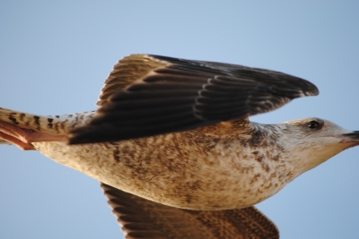 Marokko - Essaouira im Hafen