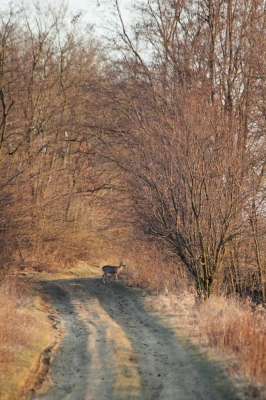 Ein Reh am Waldrand