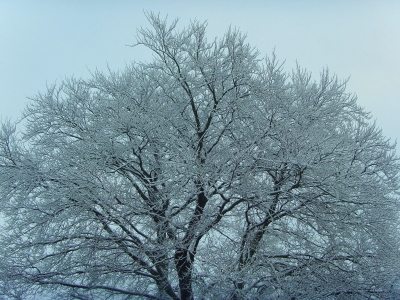 Ein Wintertraum - kein Ästchen war ohne Pulverschnee