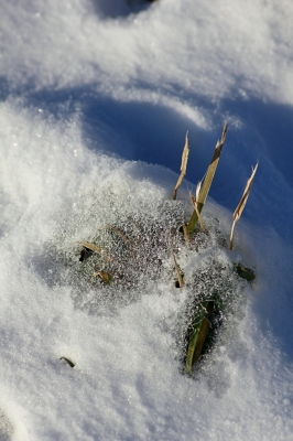 Unterm Schnee