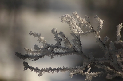 Winterzweige