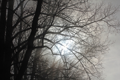 Es liegt Nebel in den Zweigen