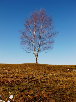 Birke im Morgenlicht