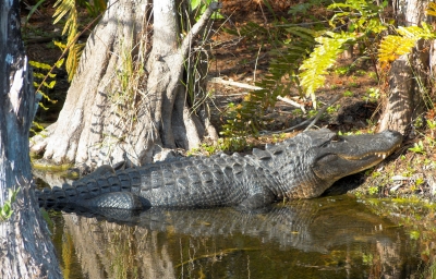 Everglades - Alligator 2