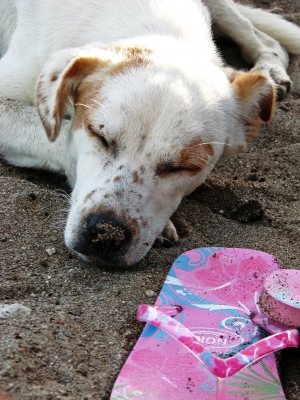 Hundemüde am Strand