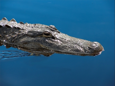 Everglades - Alligator 1