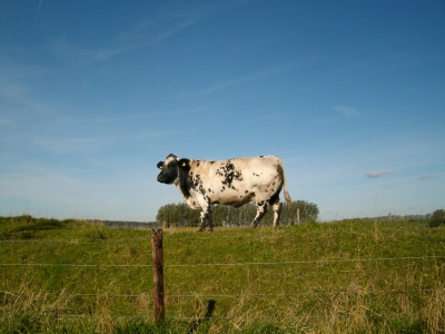 Kuh auf dem Deich