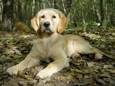 Golden Retriever liegend