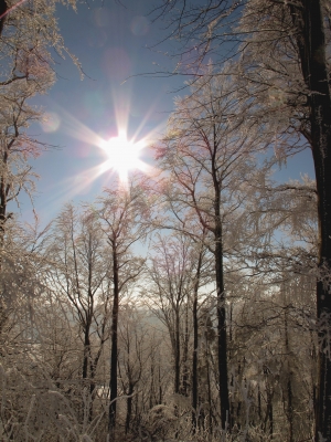 Sonne über dem Winterwald
