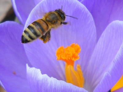 Biene im Landeanflug