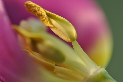 Tulpe im Farbrausch