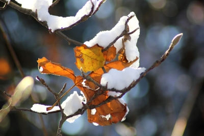 Schneeblätter