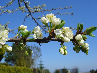 Mirabellenblüten