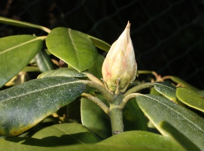 Rhododendronknospe