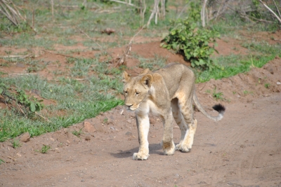 Löwin in Chobe Nationalpark, Botswana