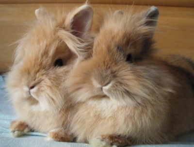 Kaninchen im Doppelpack