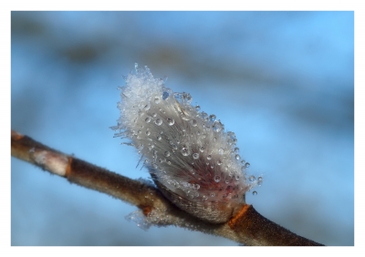 Weidenkätzchen im Frost