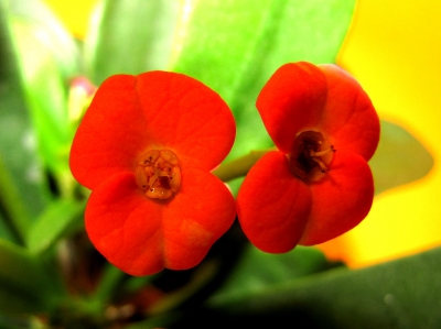 Euphorbia-Blüte (Makro)