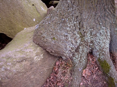 "Eheschließung" Baum und Stein