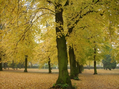 Bäume im Herbst