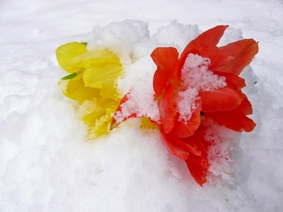 Zwei Tulpen im Schnee