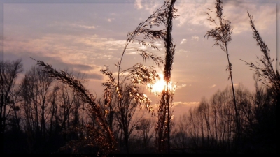 Schilf im Sonnenuntergang 2