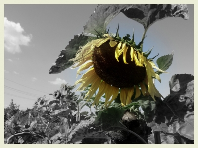 Müde Sonnenblume