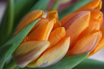 Tulpen - Doppelt schön