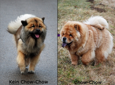 Eurasier/Chow-Chow Direktvergleich