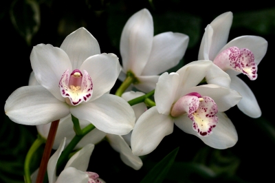 Nicht nur für Orchideen - Liebhaber