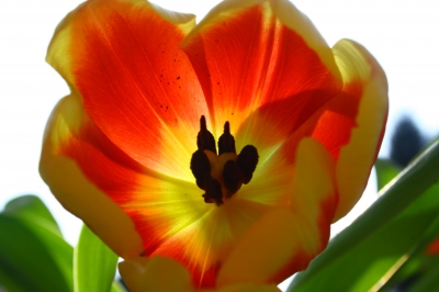 Tulpe mit Sonne im Nacken