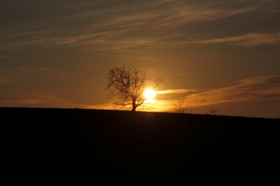 Der Alte Baum im Sonnenlicht
