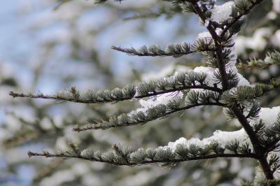 Die Farben des Winters....